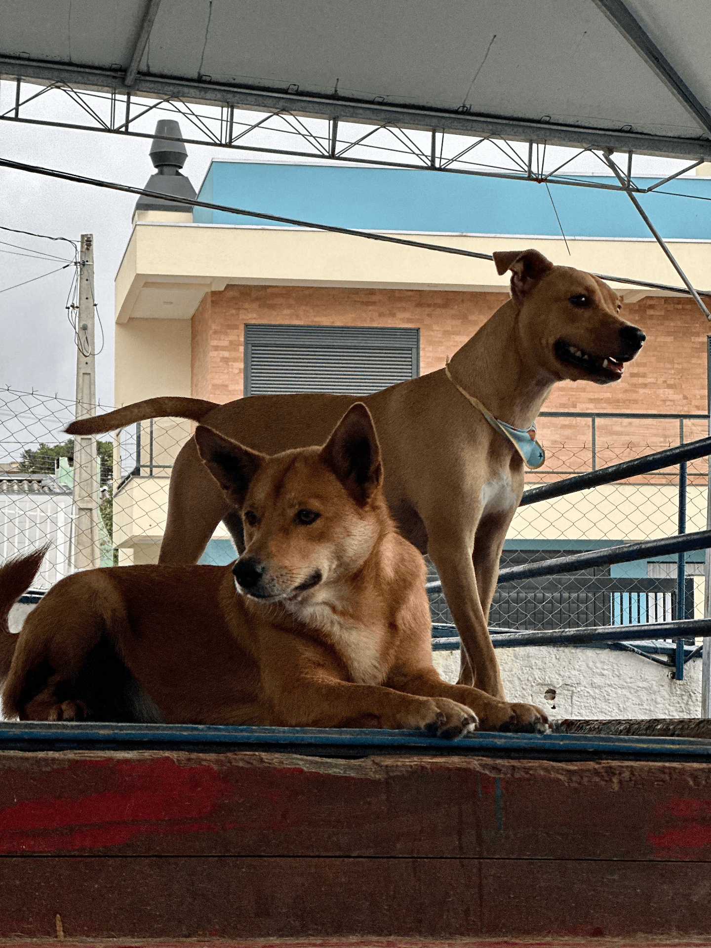 Galeria
