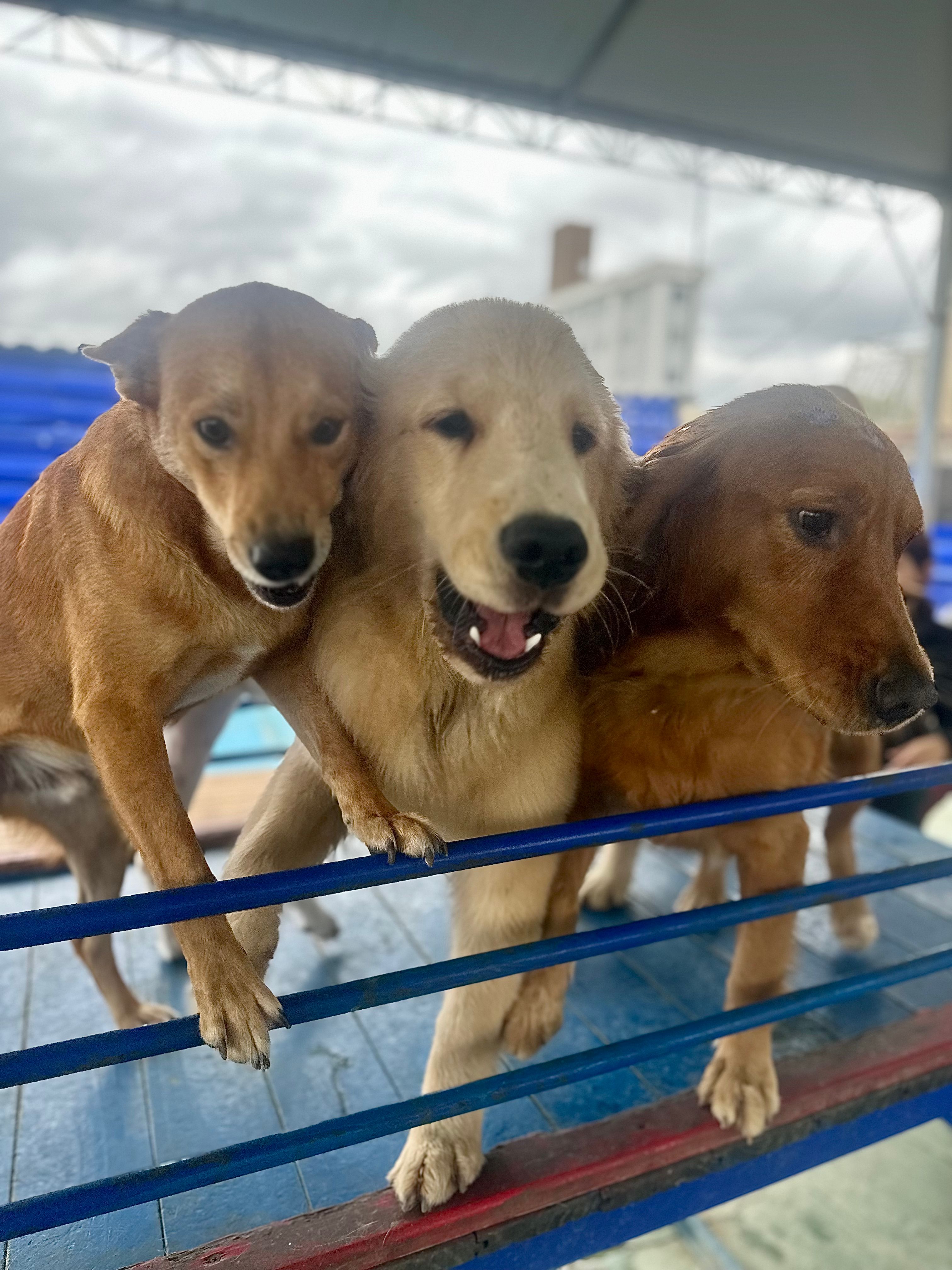 Visão Pet Play